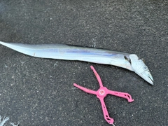 タチウオの釣果