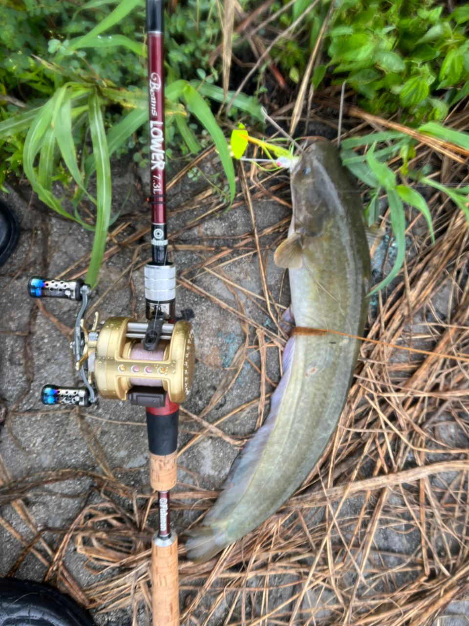 ナマズ