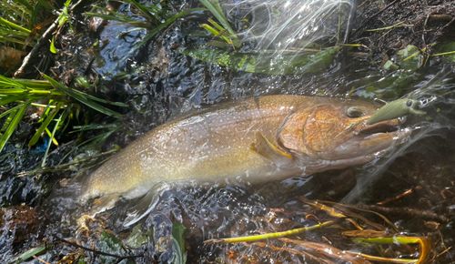 ニッコウイワナの釣果