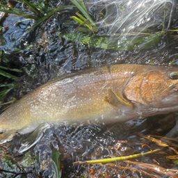 ニッコウイワナ