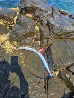 ダツの釣果