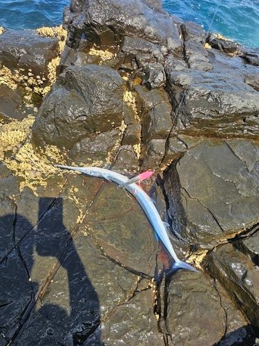 ダツの釣果