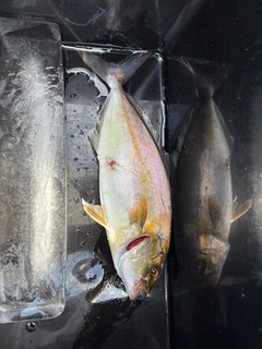 ショゴの釣果