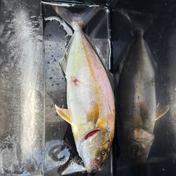 ショゴ