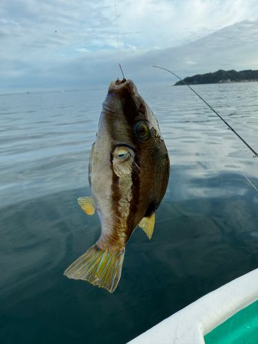 キタマクラの釣果