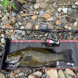 スモールマウスバス