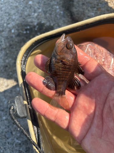 クロイシモチの釣果