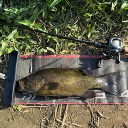 スモールマウスバス