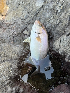 ショゴの釣果