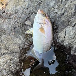 ショゴ