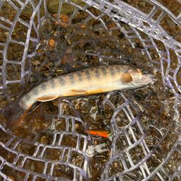 ニッコウイワナ