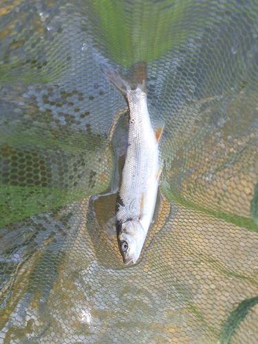ウグイの釣果