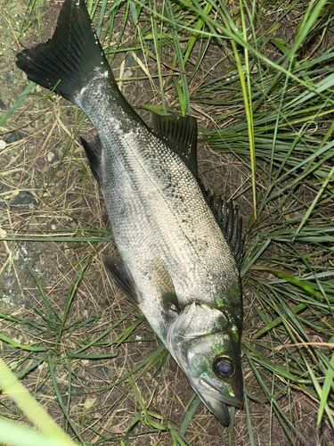 セイゴ（ヒラスズキ）