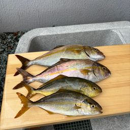 ショゴ