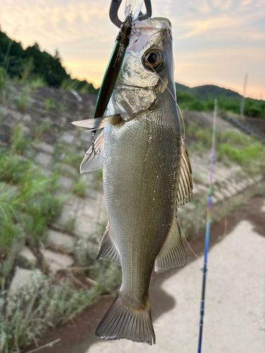 セイゴ（ヒラスズキ）の釣果