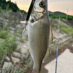 セイゴ（ヒラスズキ）