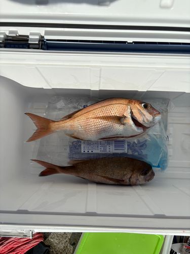 タイの釣果