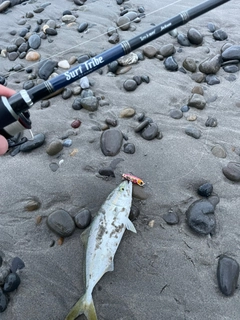 ワカシの釣果
