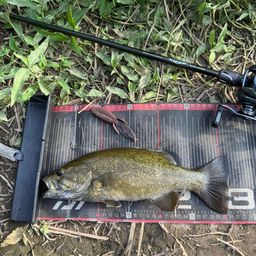 スモールマウスバス