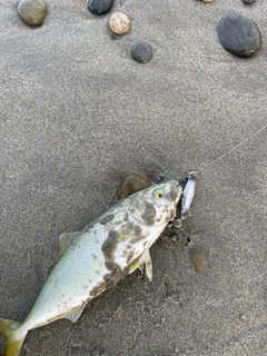ワカシの釣果