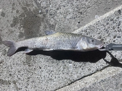ニゴイの釣果