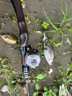ヤマメの釣果