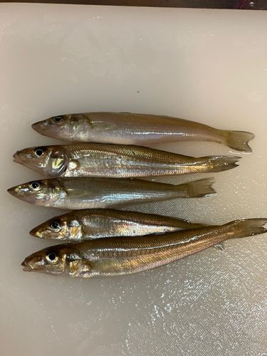 キスの釣果