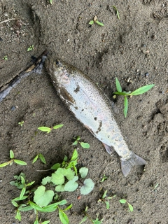 ニジマスの釣果