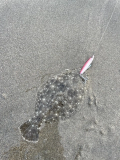 ソゲの釣果