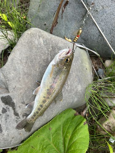 ニジマスの釣果