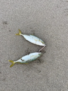 ワカシの釣果
