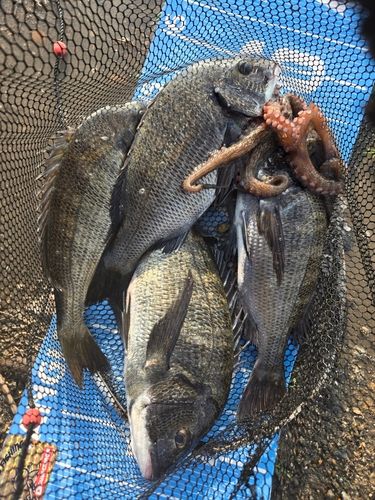 チヌの釣果