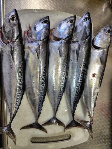 マルソウダの釣果