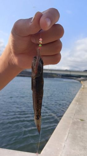 マハゼの釣果