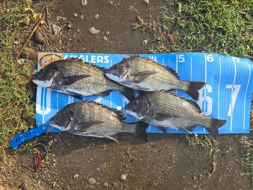 チヌの釣果