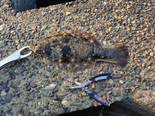 ヒラメの釣果