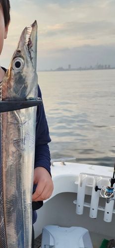タチウオの釣果