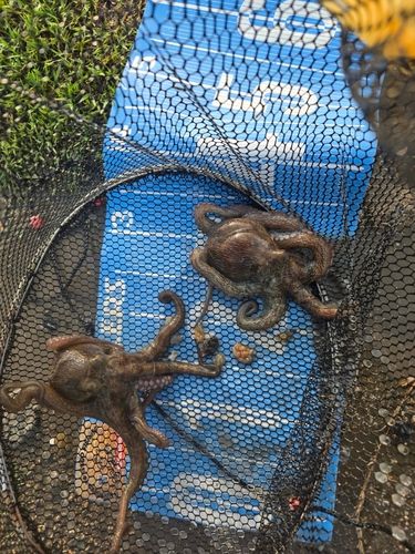 タコの釣果