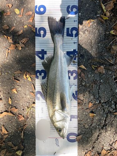 シーバスの釣果