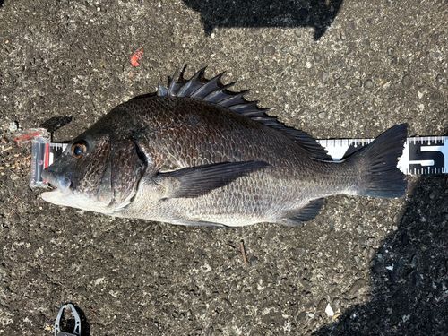 クロダイの釣果
