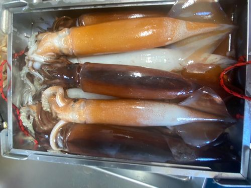 スルメイカの釣果