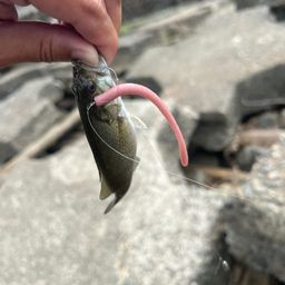 スモールマウスバス