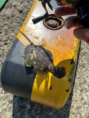 カワハギの釣果