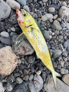 シイラの釣果