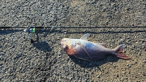 マダイの釣果