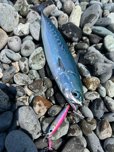 ソウダガツオの釣果
