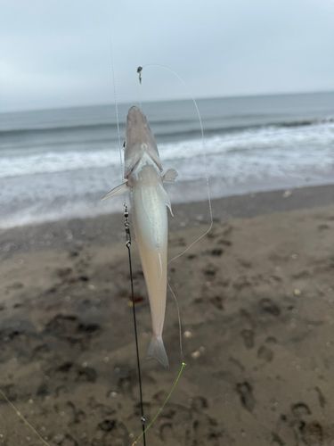 シロギスの釣果