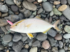 ショゴの釣果