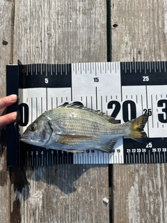 キビレの釣果