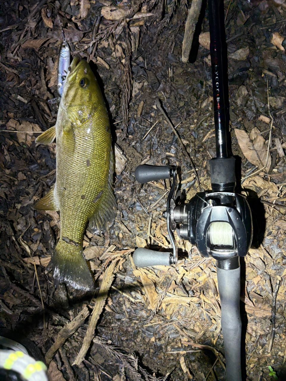 スモールマウスバス